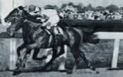 HORSERACING1002's tweet photo. SLIDE ON🇬🇧1941
(BOBSLEIGH - OJALA BY BUEN OJO)#SlideOn
B/ D. McCalmont, Mount Juliet Stud,Tomastown Kilkenny🇬🇧1941
25-8-3-1---£2,880
1944 Champion 🏆 3yo Colt in Ireland 🇮🇪
Irish 2000 Guineas 📸(DH), Irish Derby
2nd Limekiln S, Royal Hunt Cup,
3rd Hurst Park Jubilee S,
Stood in Sweden🇸🇪double purpose Stallion (TB & Warmbloods), Sired Granada, Norman,
Died 1960