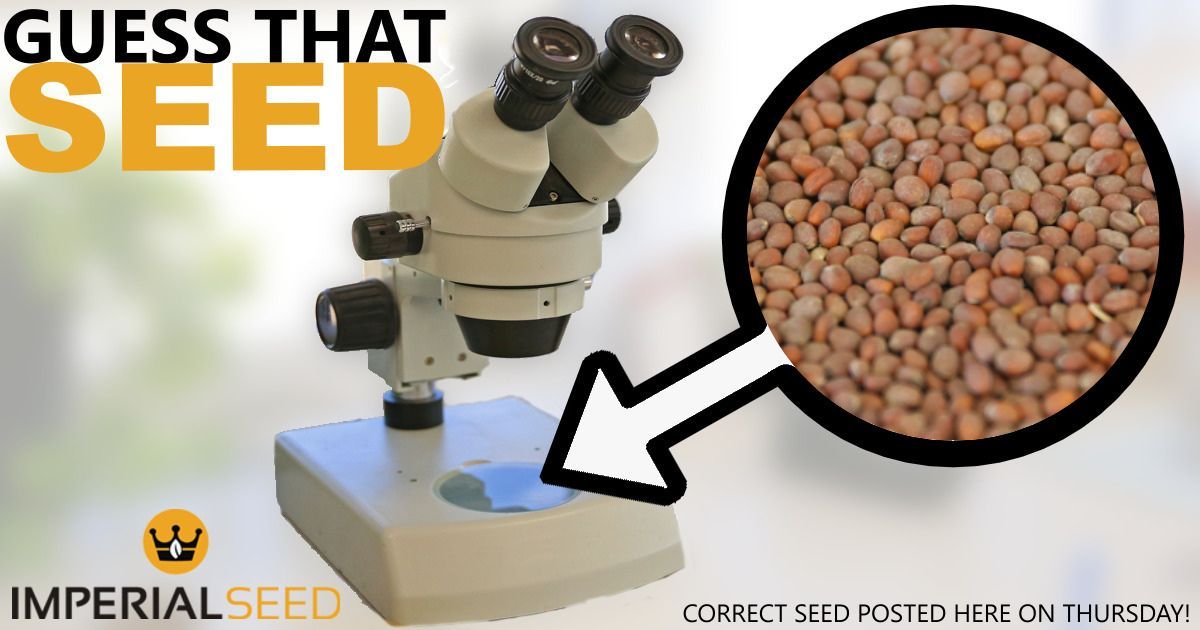 Let's kick off July with another #GuessThatSeed! We have faith you can guess this one, and if you do we'll make sure to give you a shout out. 😉