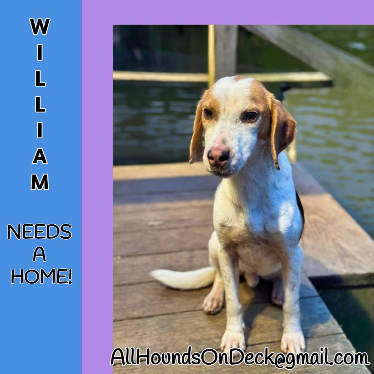 _AHOD_'s tweet image. What more can we say to tell you how wonderful William is?  This boy lives for cuddles with his people.  He loves car rides &amp;amp; puts his all-in-all into everything he does! We believe William is around 4 years old, weighing just under 30 lbs.
#adoptdontshop #dogsofX #hounddog