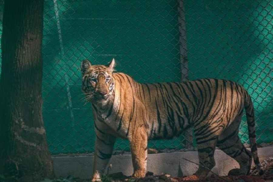 ttindia's tweet photo. After 3-state escape, tigress #Zeenat may be expecting; thermal cams capture signs of estrus
https://t.co/ab1JfHRWmm https://t.co/LMi9Ef545G