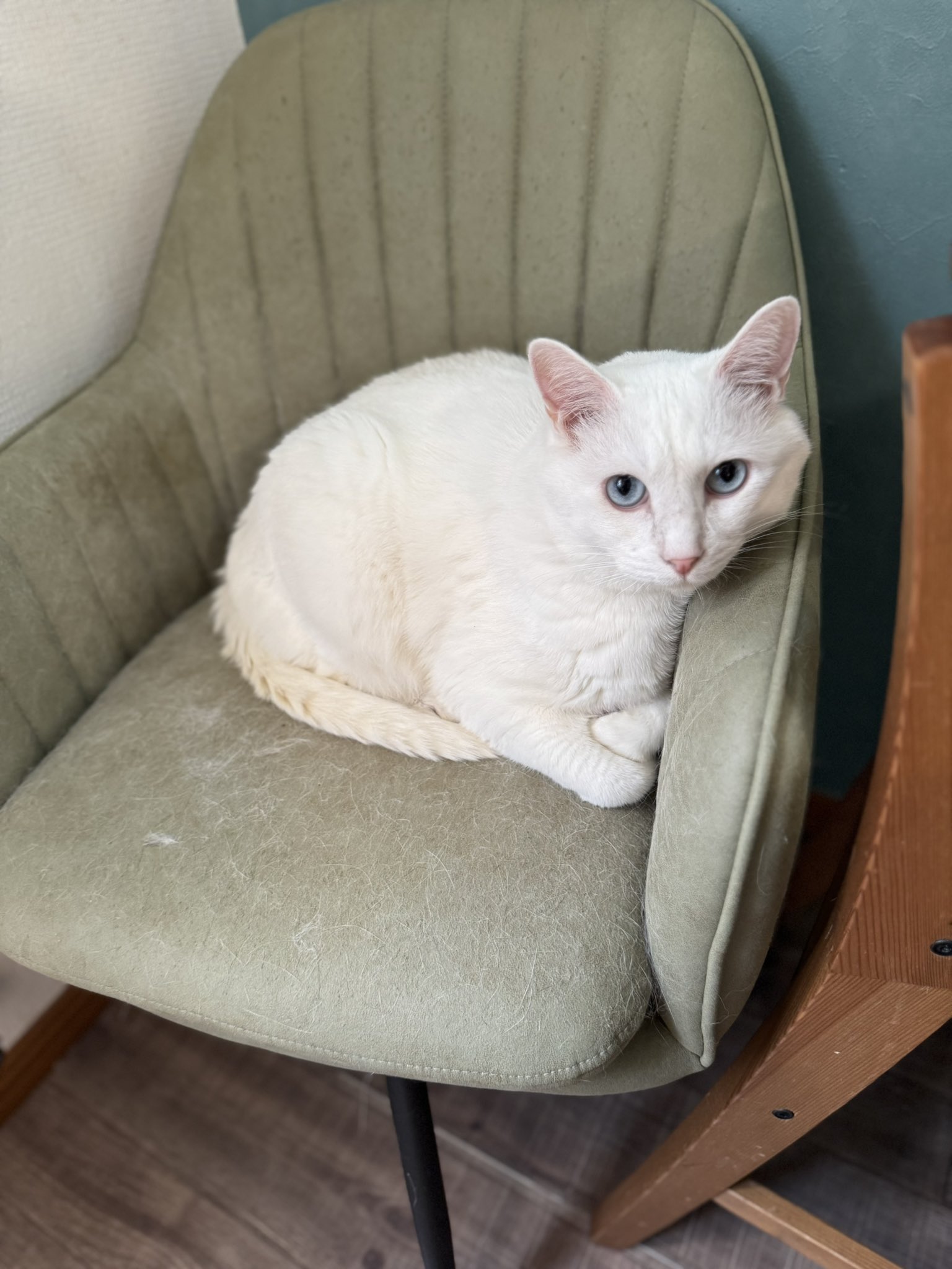 ねこ　三つ繋がってるやつ 楽天市場】小学生 中学生 高校生 子供 子供用 子ども こども