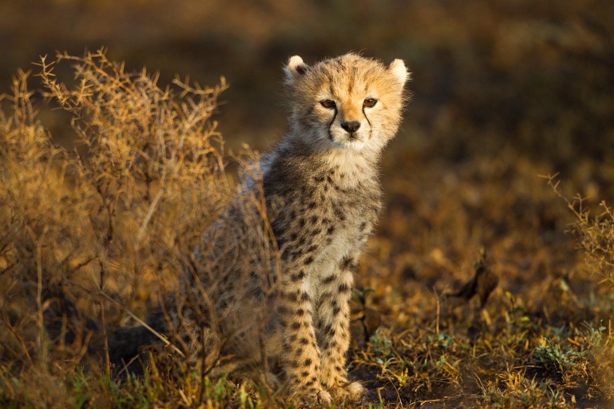 The cutest little cheetah cub 🥹

📸: Paul Souders

#cheetah #cub #wildlife #Tanzania