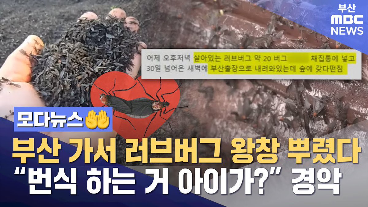 masterofblt's tweet photo. 지방 사람들이 러브버그에 대한 심각성을 모르는 것 같다고 수도권 사는 한남이 부산 출장길에 러브버그 20마리 잡아서 숲에 퍼뜨렸다고 함

남자들은 도대체 왜 이러는 건데 ㅅㅂ https://t.co/aT6iVeoAI6
