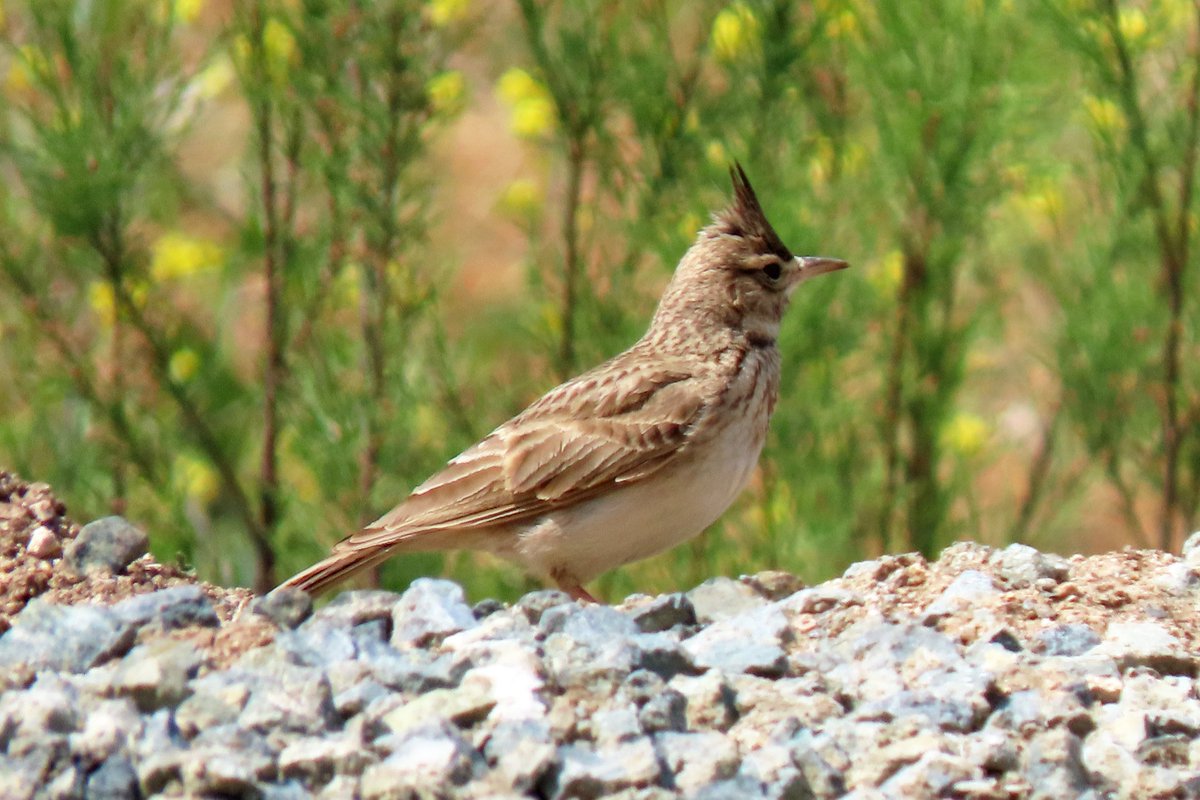 #BirdsSeenIn2025

#KUIFLEEUWERIK (Galerida cristata)

Gezien 13-05-2025 tijdens een rondreis in Turkije

<a href="/vogelnieuws/">Vogelbescherming NL</a> <a href="/observation/">Observation</a> <a href="/Sovon/">Sovon Vogelonderzoek Nederland</a> <a href="/Britnatureguide/">The British Nature Guide</a>