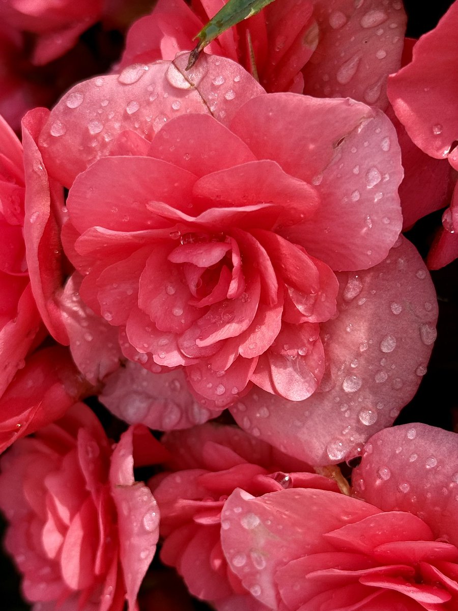 Sopheverafter's tweet photo. “Rain kissed the flower, and the petals embraced the raindrops”

QP/Share your droplets photo 💦 https://t.co/9uxoDY7FHk