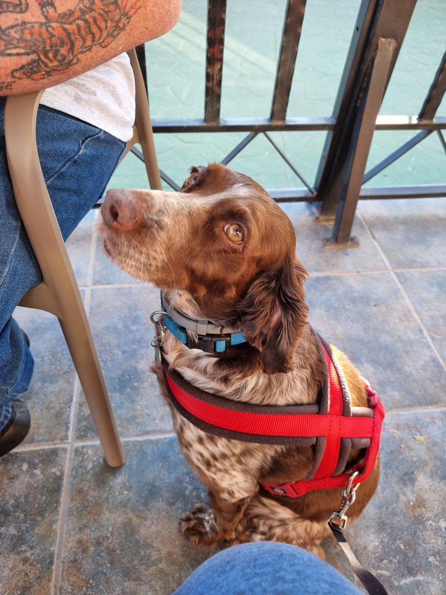 jason_1297's tweet photo. @Ki11ersix This is my aunt and uncles dog chika. Took a good few picks of her when i visited them in spain 2 year ago https://t.co/sbki8ZF4Fx