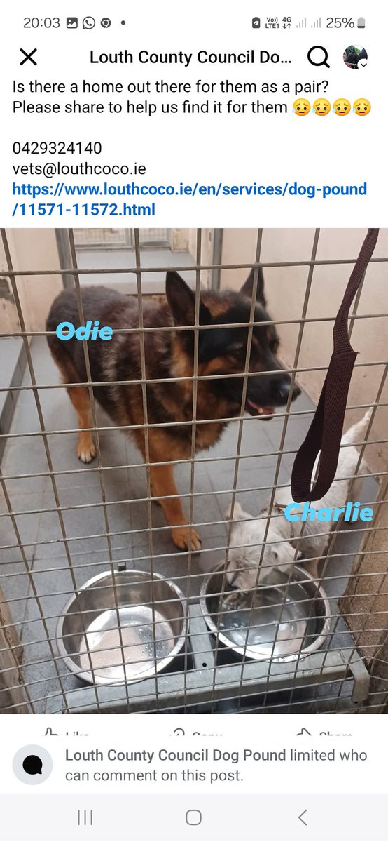 Everyday is another day where these two unlikely buddies didn't get picked. Please read their story &amp; think 'could I be the person to allow them stay together?' #OdieandCharlie #pounddogs #Louth