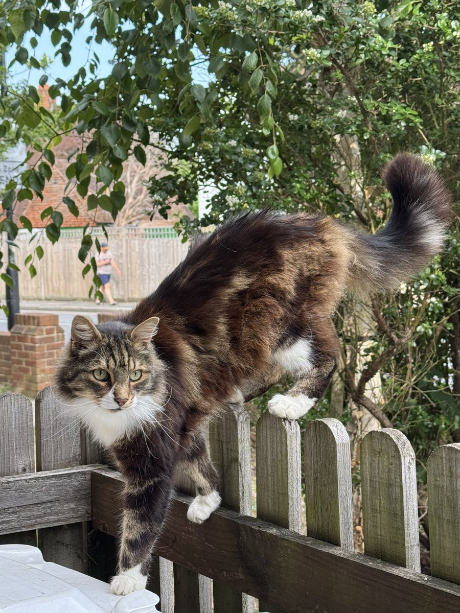 truffle_cat's tweet photo. @NickiSparling1 https://t.co/IDk6tUlsK7