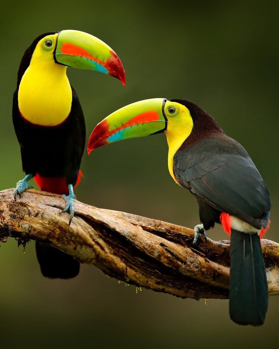 Two keel-billed toucans spotted in Costa Rica 💚

📸: Ondrej Prosicky
By #NatureAndAnimals
#NaturePhotography #Plant #Plants #Flower #Flowers #Animal #Animals #Wildlife #WildlifePhotography #Photographer