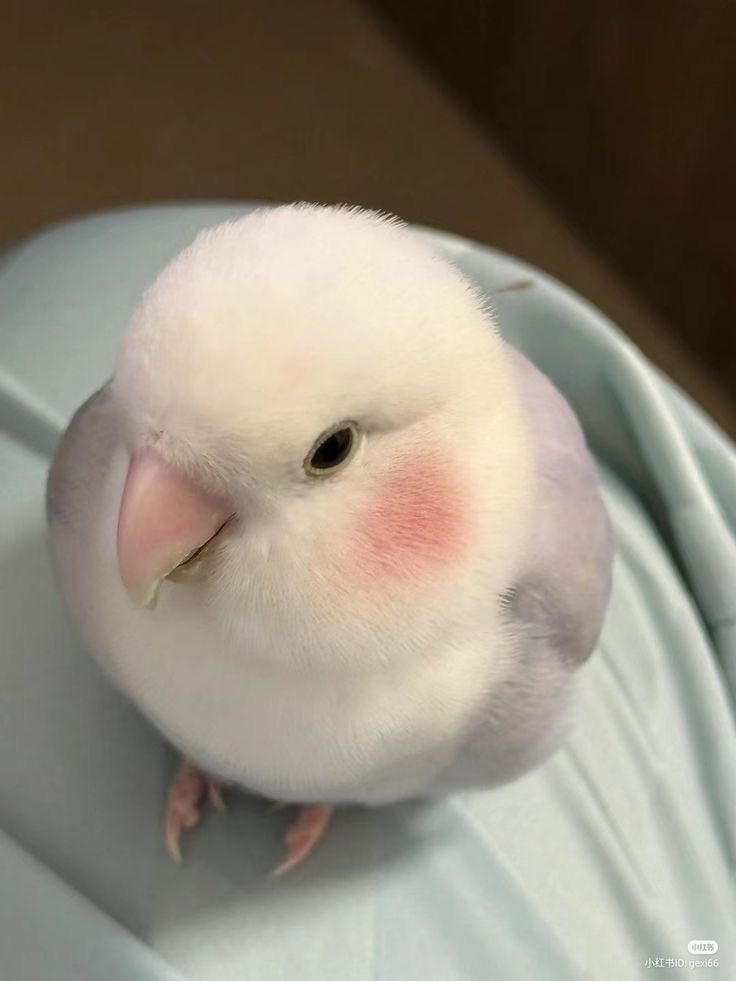 ♡ tweet media