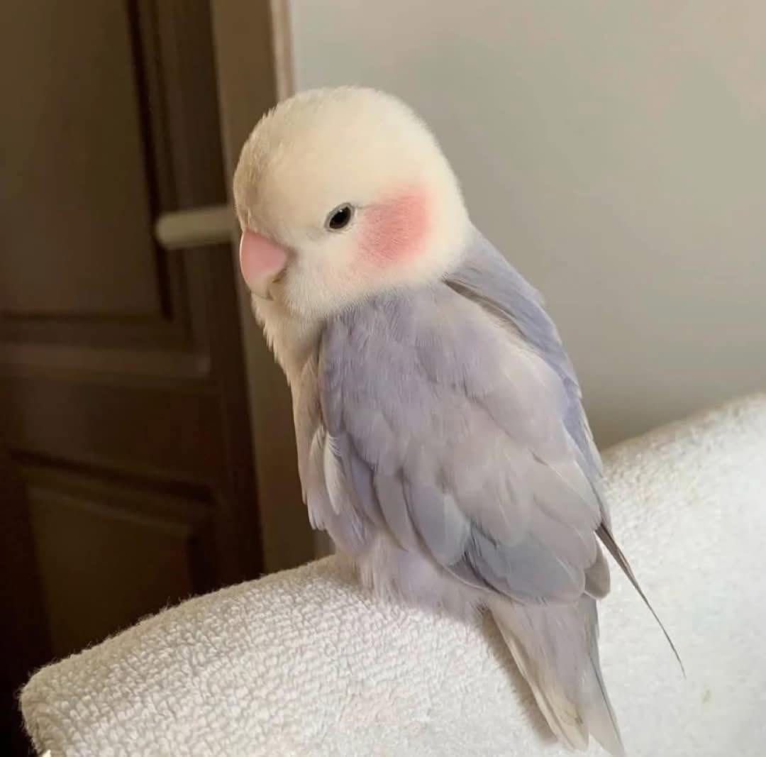 ♡ tweet media
