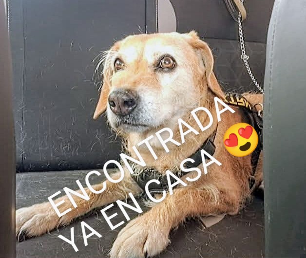 ACTUALIZACIÓN.
La perrita perdida en #SantCeloni #Barcelona
Ya ha sido encontrada❤️
Gracias por hacer difusión.
#FemXarxa
#XarxaBarcelonaTrobats