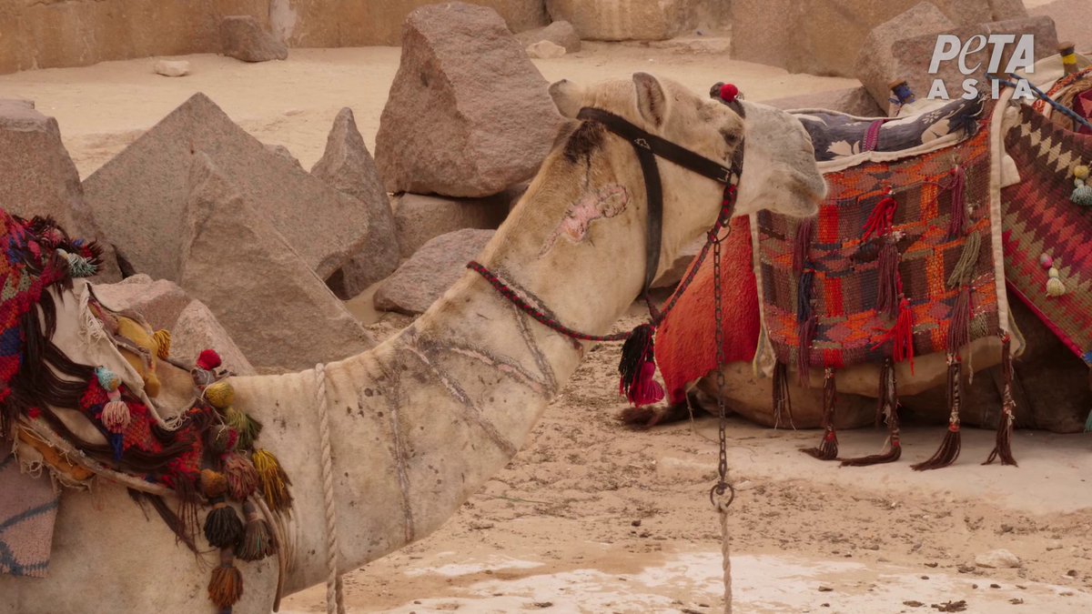 Imagine the agony of being branded like this camel?  Camels are commonly branded using red hot irons, causing immense pain. Yet another reason to stay away from these cruel rides.