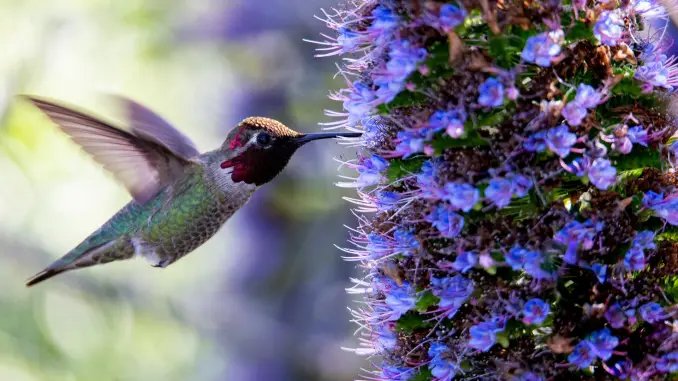 We are thrilled to announce the longlist for the 2025 Hummingbird Flash Fiction Prize!

pulpliterature.com/announcing-the…

#flashfictionprize #flashfictioncontest #writingprize #writingcontest #longlist
