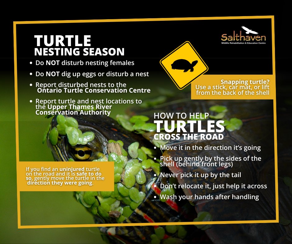 salthaven_org's tweet image. 🐢 It’s #turtlenesting season in #Ontario and most species are at risk. Give turtles space, don’t disturb nests, and report sightings to #UTRCA. Help them cross roads safely. Want to learn more? Listen to Episode 13: Talking Turtles on our #WildAboutWildlife podcast🐢