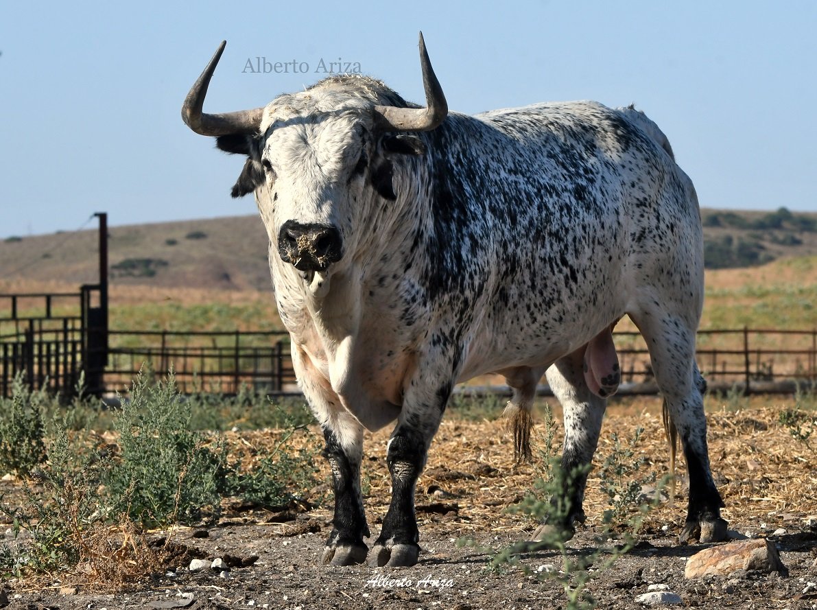 Secreto_Bravura's tweet photo. N°24 "LIOSO" Cebada Gago.

El espectacular toro que está siendo la sensación en los corrales del Gas de Pamplona por su bonito pelaje y fantásticas hechuras.

¡Ya falta menos para verlo correr por Estafeta y descifrar su juego en la plaza! @HrosCebadaGago https://t.co/jg2sPR3NBa