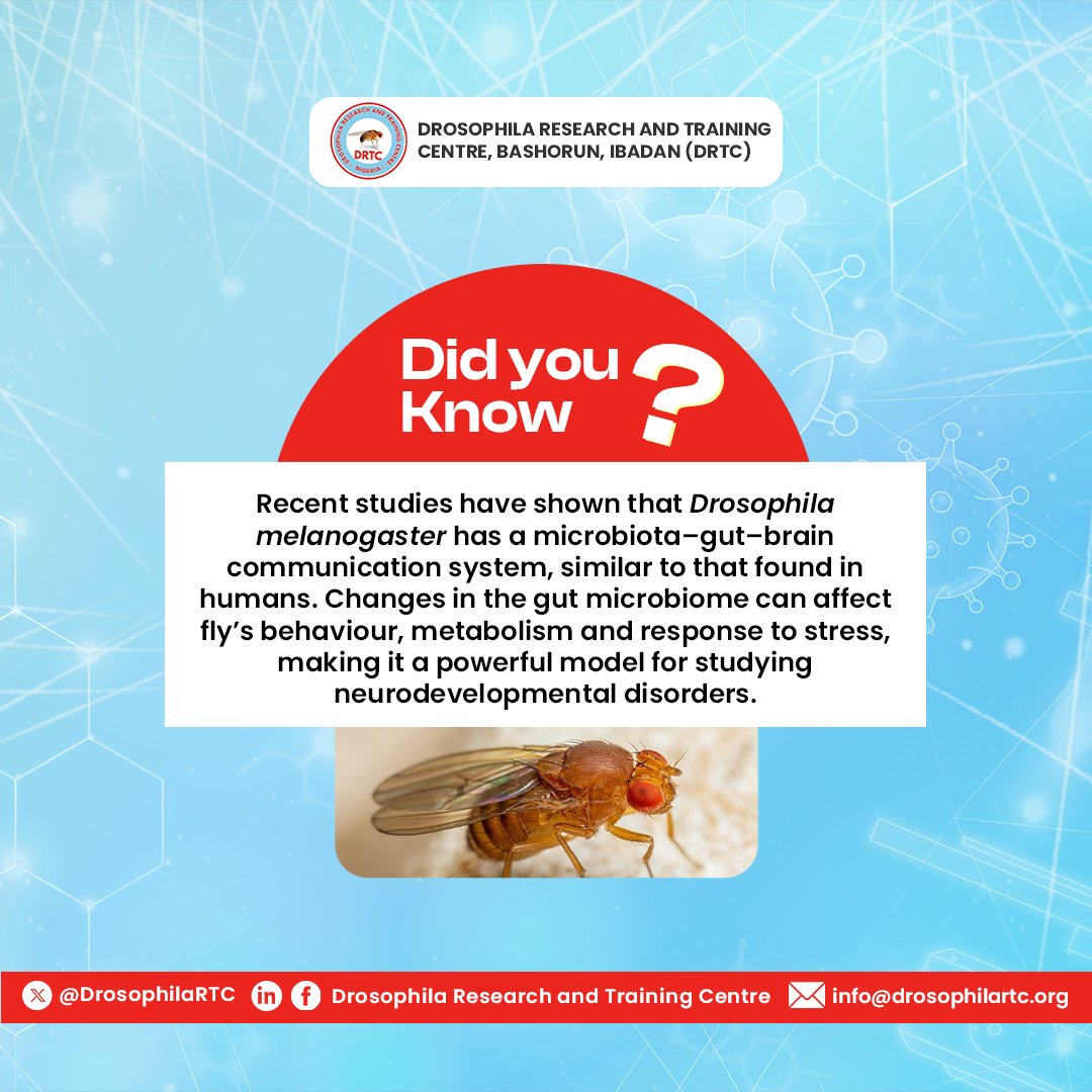 DrosophilaRTC's tweet image. 🔬 Interesting Fact About Fruit Flies 🧠
#research #biomedical #flyfact #science #drosophila #drosophilaresearch #africa #genetics #dna #gradschool #phd #fruitfly #molecularbiology #cellbiology #modelorganisms #reproductivehealth #reproduction #flyfact