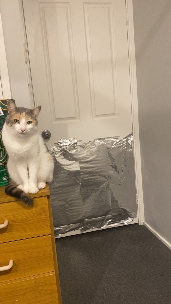 eva core 2.0 

cat who is determined to go outside vs me who is trying to keep her inside during a literal cyclone