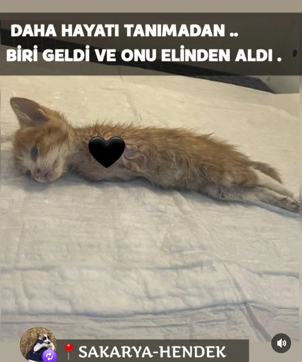 #BademİçinAdalet
#bademkediöldü