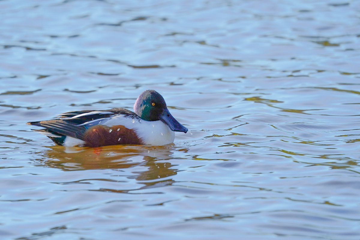 CoLEppingForest's tweet photo. We're grateful to one of our #EppingForest Youth Volunteer Photographers, Kaya Ouchaner, for this stunning capture of a northern shoveler at #ConnaughtWater recently! 📸👏

If you'd like to know more about volunteering in Epping Forest, please visit https://t.co/BWzumJ5wxa https://t.co/rL3HxEUEEN