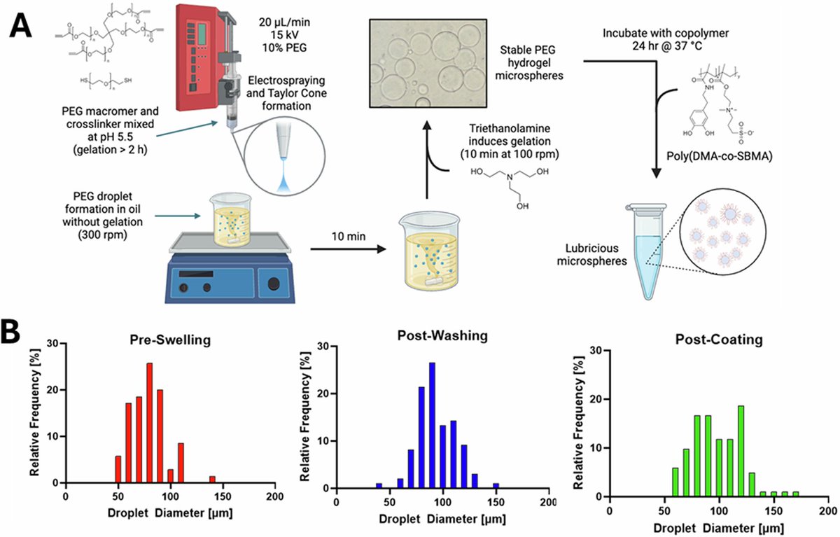 Pursuing treatment for #osteoarthritis  <a href="/SLU_SSE/">SLU School of Science and Engineering</a>'s Silviya Zustiak and  Paul Jellis developed super-lubricious copolymer coated PEG microspheres. Stable in vivo, the approach could directly address OA cartilage degeneration. doi.org/10.1038/s44385…
#JointHealth #BME #research