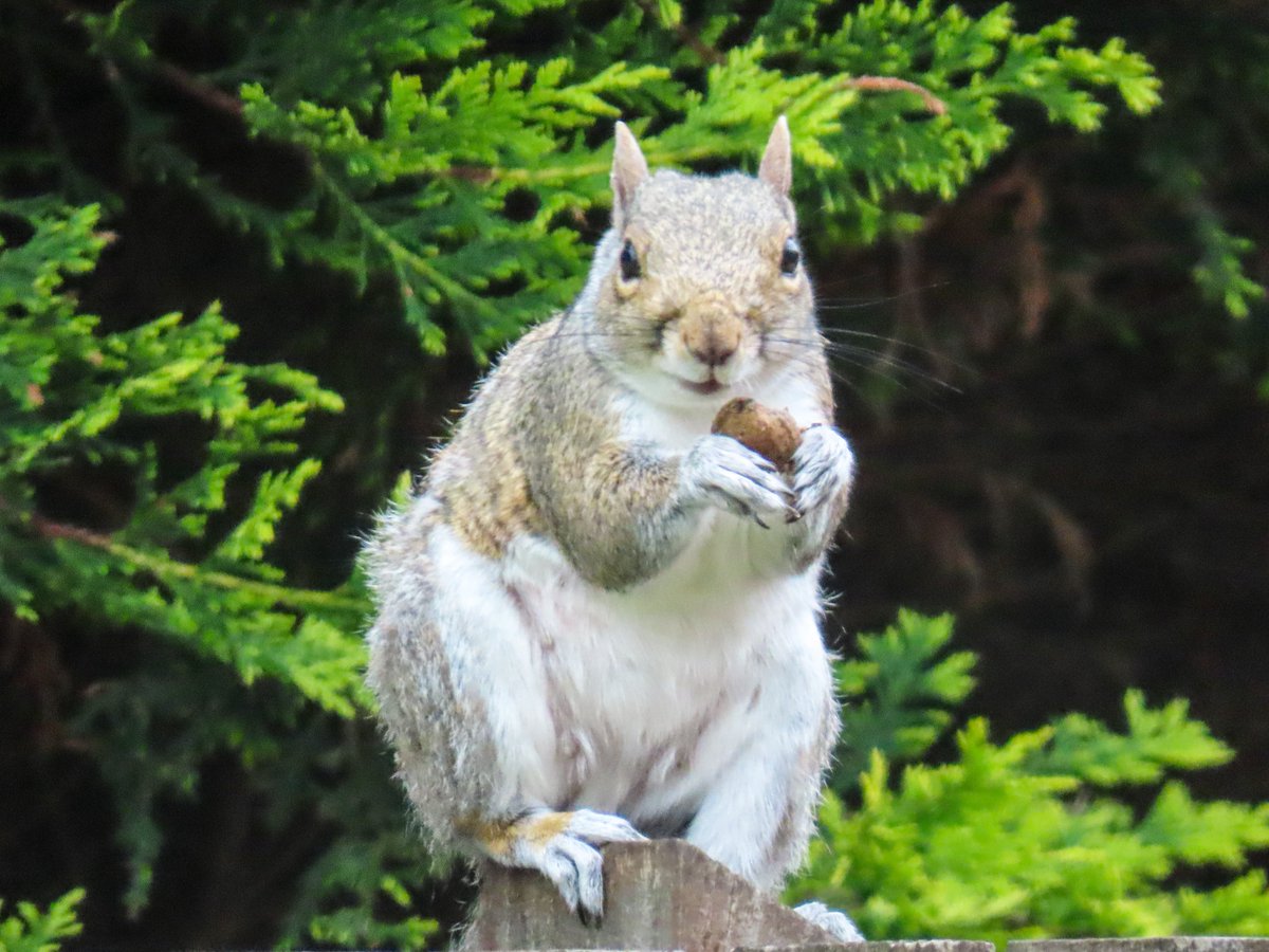 An adorable squirrel friend happily chomping on a nut was a delightful #ViewFromMyWindow recently! 

Now she’s looking at you; I hope she makes you smile as much as she made me! 🐿️🌰😃🙏

#WildlifeWednesday #wildlifephotography #NatureTherapy #ThePhotoHour