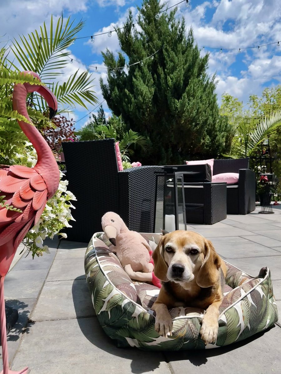 Just catchin some rays on dis bweetiful day!🩷☀️🐶

#BeagleLife #BeagleLover #InTheGarden #CuteDog #Catchingrays <a href="/beaglefacts/">Beagle Facts</a>