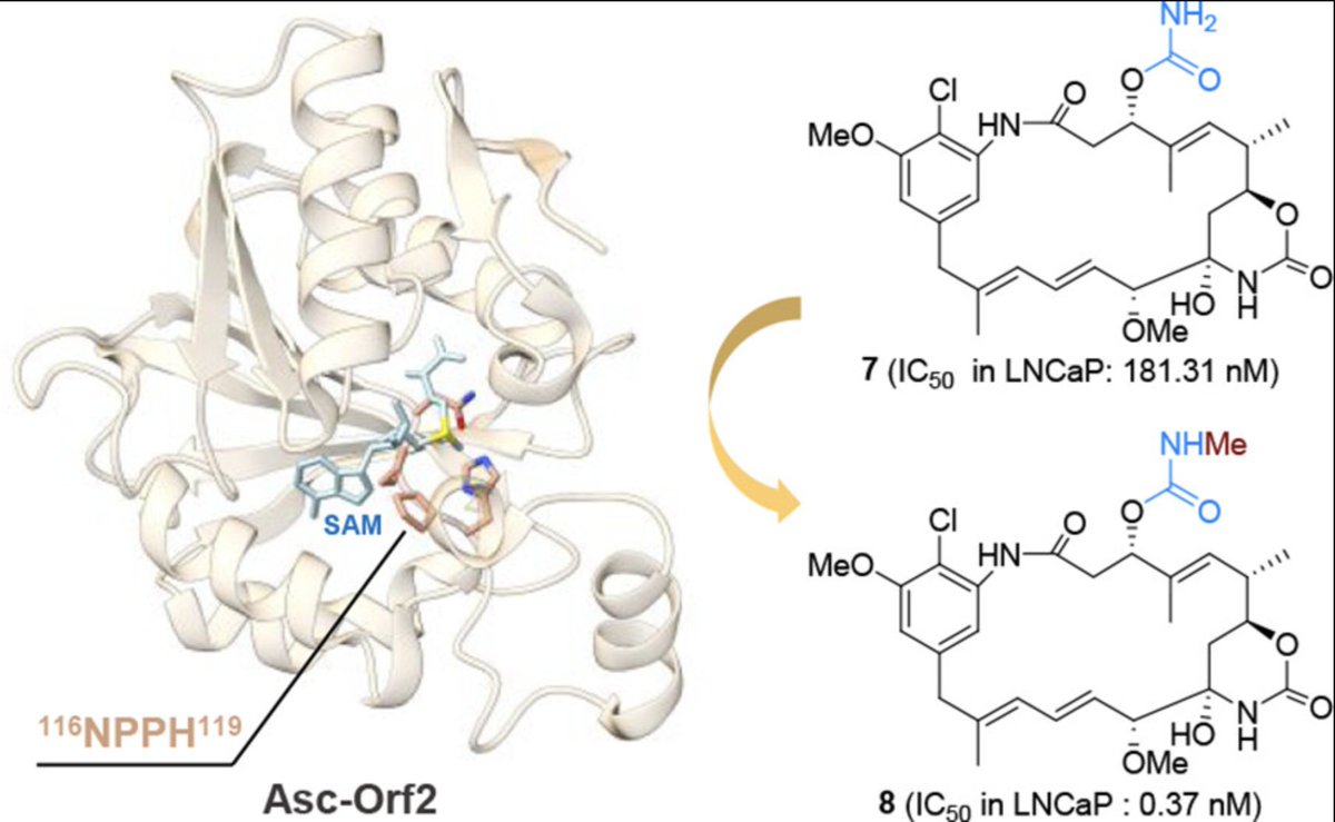 EnzymeChemistry's tweet image. A Carbamoyl N-Methyltransferase Catalyzes N-Methylation of the Primary Amide in Ansacarbamitocin #Biosynthesis by Zhongyue Li, Wanting Yang, Zhonglin Sun, Haoxin Wang, Chunhua Lu, Deyu Zhu, Yuemao Shen in @J_A_C_S pubs.acs.org/doi/10.1021/ja…