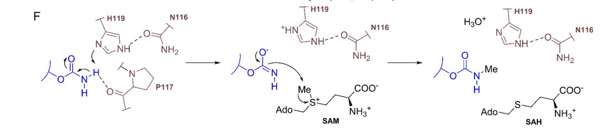 EnzymeChemistry's tweet image. A Carbamoyl N-Methyltransferase Catalyzes N-Methylation of the Primary Amide in Ansacarbamitocin #Biosynthesis by Zhongyue Li, Wanting Yang, Zhonglin Sun, Haoxin Wang, Chunhua Lu, Deyu Zhu, Yuemao Shen in @J_A_C_S pubs.acs.org/doi/10.1021/ja…