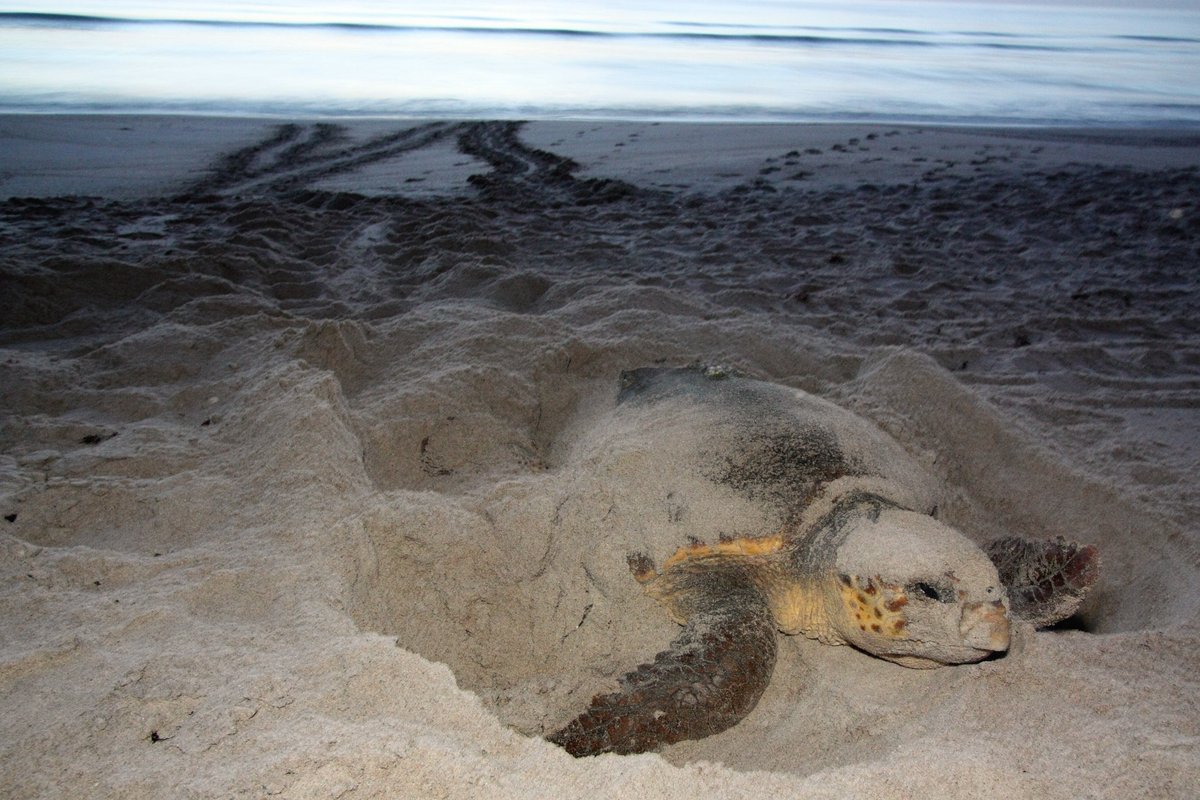 Holiday heroes wanted (capes optional)!
Nesting sea turtles, shorebirds, seabirds &amp; wading birds have holiday plans along the shore too. Nesting season is well underway for FL’s marine turtles &amp; waterbirds, &amp; you can help with their nesting success when enjoying your time on the