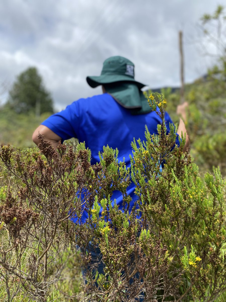 A 2.740 m s. n. m. sembramos 11.000 árboles nativos en <a href="/AlcaldiaSonson/">Alcaldía de Sonsón</a> 🌱 y en <a href="/Launionant/">Alcaldía de La Unión</a> iniciamos manejo a 12.000 más. 
Reforestar es solo el comienzo. Cuidar, mantener y proteger nuestros páramos y ecosistemas es proteger el agua y la vida 💧
<a href="/GobAntioquia/">Gobernación de Antioquia</a> 
<a href="/AndresJRendonC/">Andrés Julián</a>