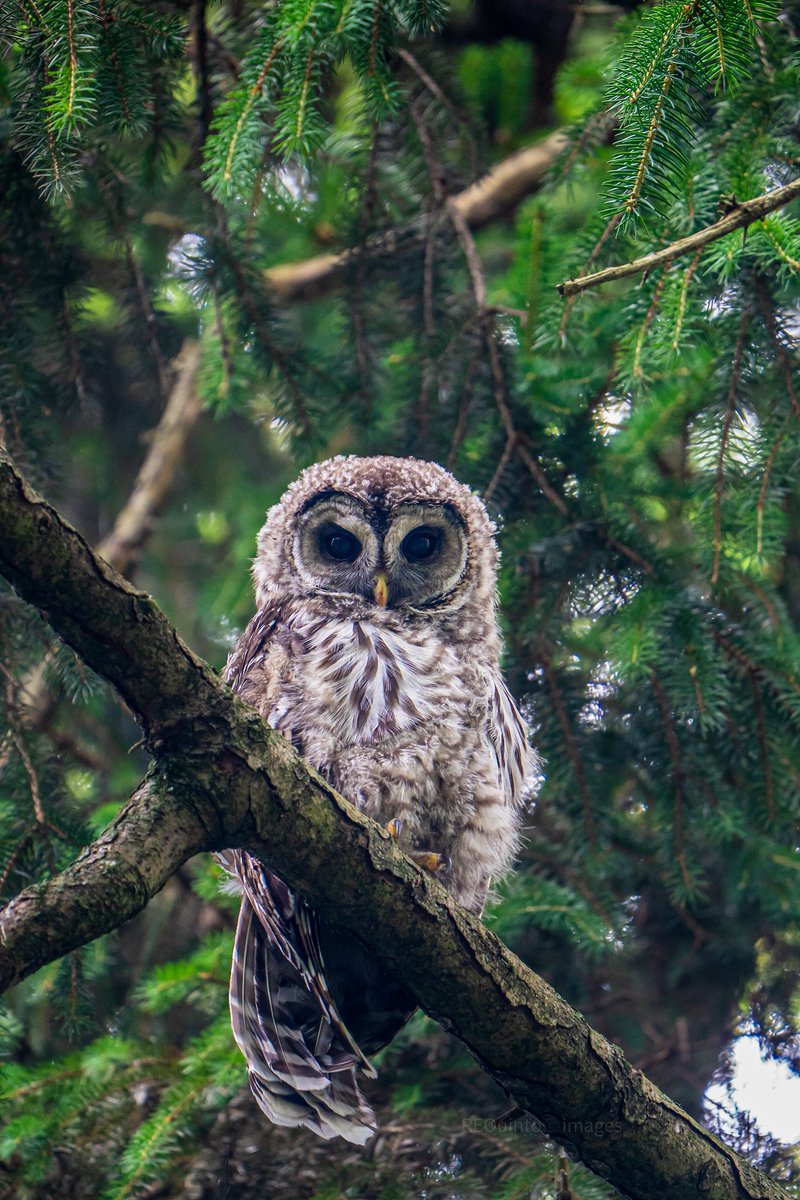 Barred Owlet staring from it’s perch. #barredowl #wildlifephotography #nature #birdsofprey #wildlife