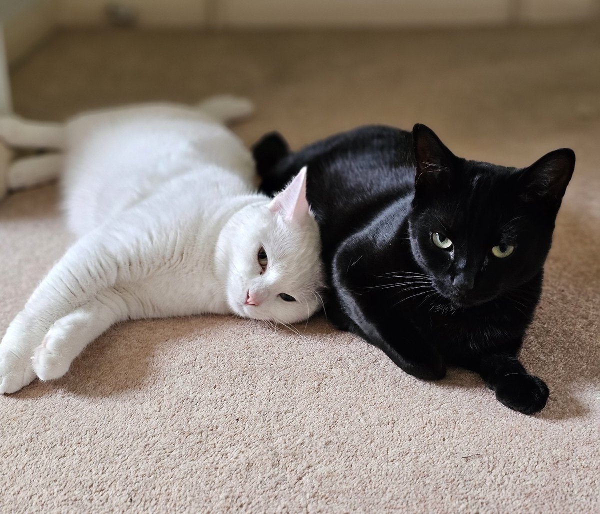 While Ziggy n Squeek do look all innocent n sweet in this picture, I does be sure they are quietly planning night time mischief 🤔🐈‍⬛🐈🫣