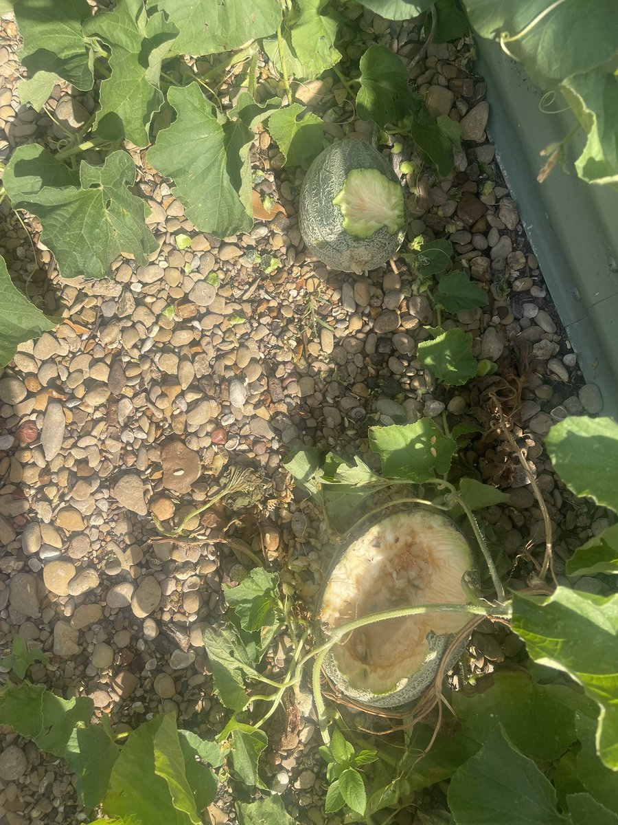 Kate Hebert (@katehebert) on Twitter photo Today’s garden adventures <a href="/MSTMAGNET/">MST Magnet School</a> included installation of new irrigation, harvesting squash, MORE squash bugs, and protecting cantaloupe against our wildlife habitants. Thanks for those that came out to help, and next workday is Monday 7-7, 9:00-10:30 Today’s garden adventures <a href="/MSTMAGNET/">MST Magnet School</a> included installation of new irrigation, harvesting squash, MORE squash bugs, and protecting cantaloupe against our wildlife habitants. Thanks for those that came out to help, and next workday is Monday 7-7, 9:00-10:30