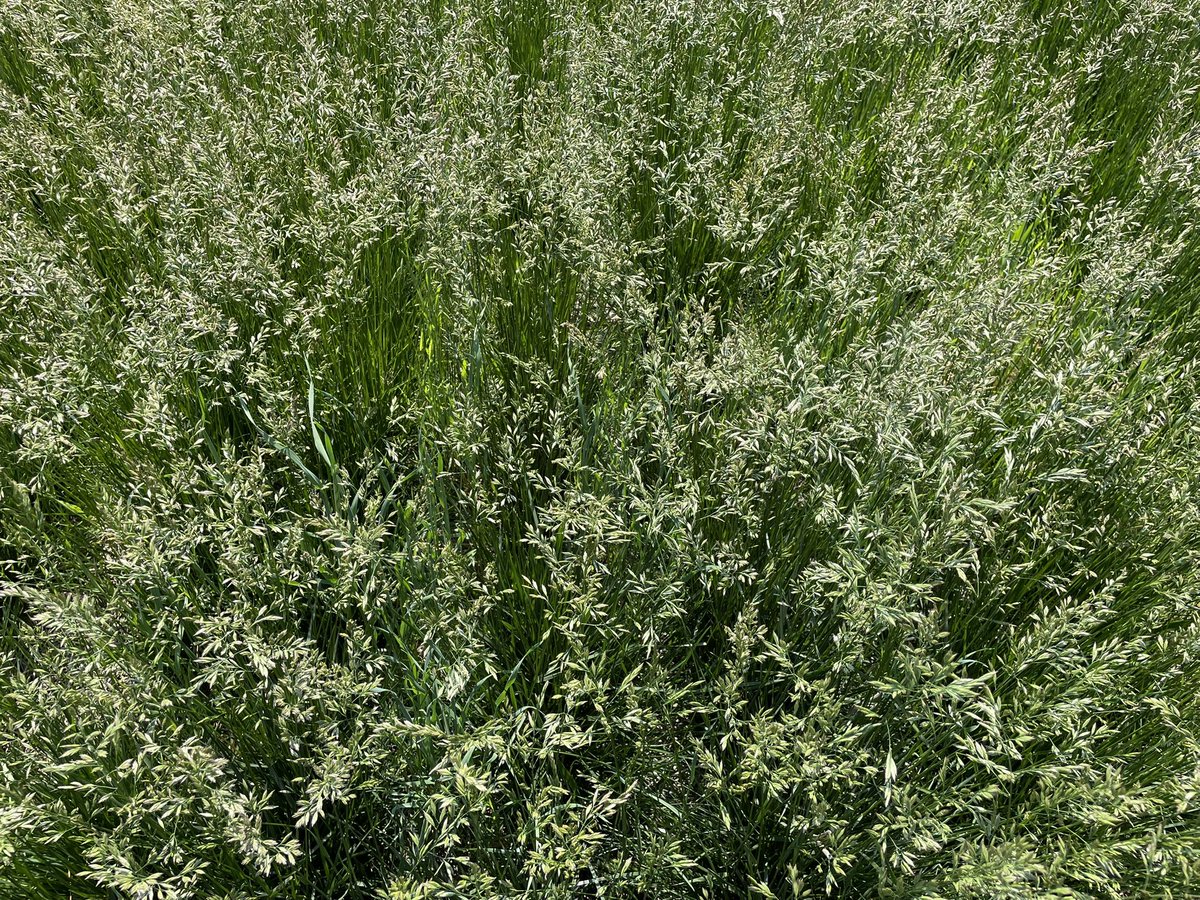 BY_RebeccaM's tweet photo. Grasses are flowering and providing a great reminder why I’m thankful to not have any allergies!  🤧 https://t.co/2ctYy09rfk