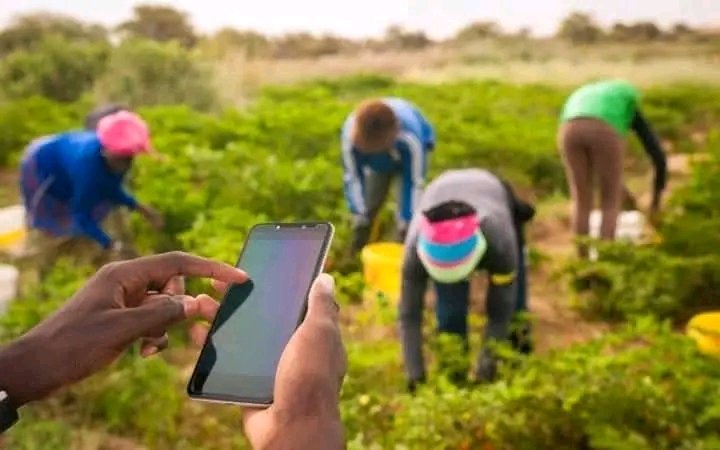RightCohen's tweet photo. Farming is not something you do when everything else fails, it’s a full time job; you require knowledge, skills and capital!
@Obed_Ishimwe22
#FutureOfAgriculture
#FarmForMarket 
#LetsFarmTogether https://t.co/IlGgf8L3Qt