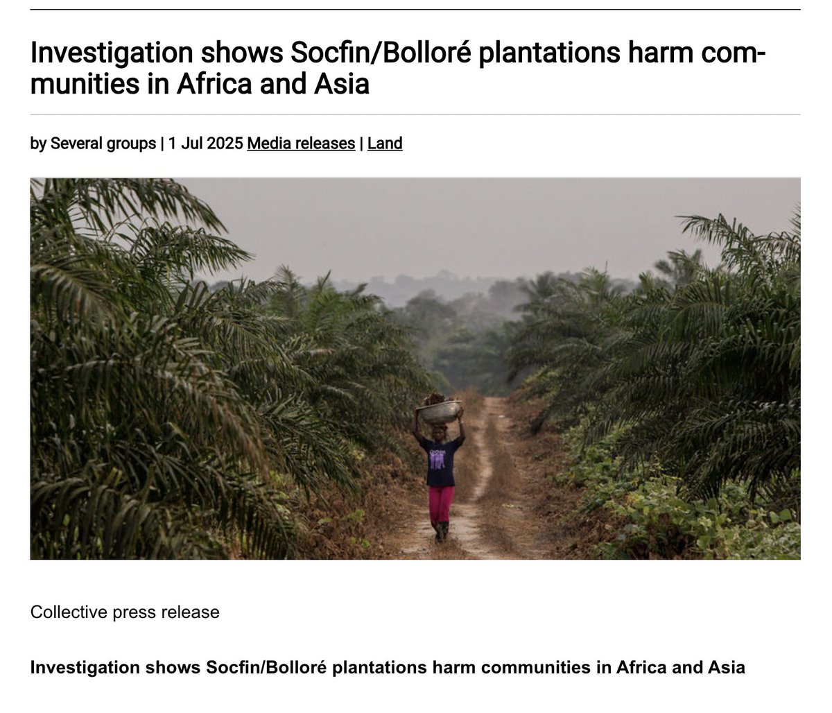🚨 While Bolloré accumulates billions, his plantations destroy lands in #Africa &amp; displace local communities.

📰 New GRAIN investigation reveals the scope of land grabbing by the "Bolloré system"

Our fight for #RestitutionForAfrica continues!

🔗 grain.org/e/7286