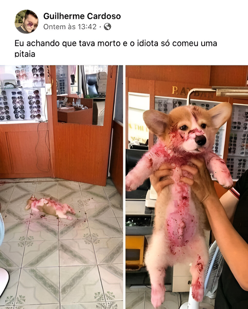 por que o facebook acabou tweet media