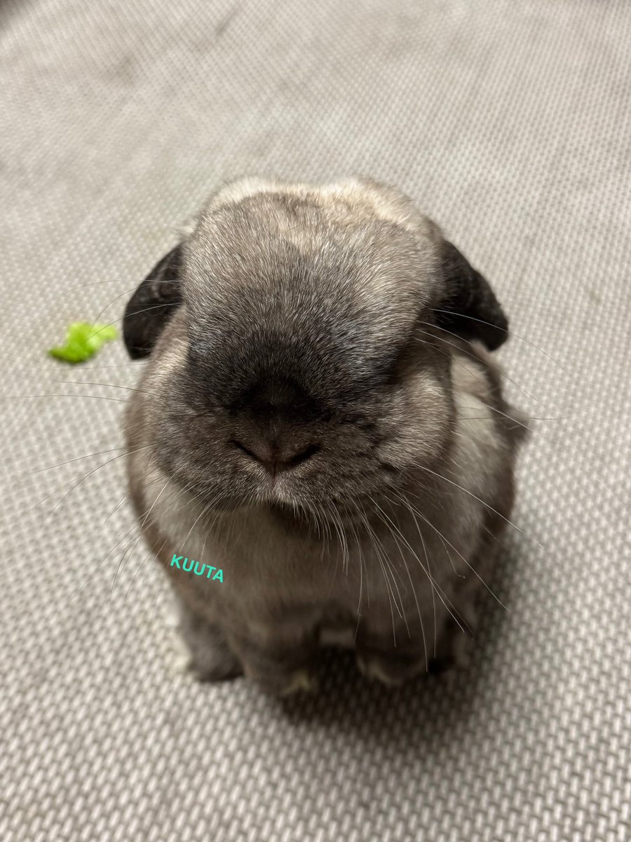 LopKUUTA's tweet image. 今夜のかわいいちゃん
#うさぎのいる暮らし