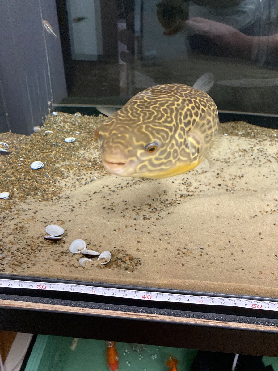YOSHI1044002A's tweet photo. テトラオドンムブ369日目
帰宅です
ムブ水槽,サンプ水換え&1ヶ月に一回のバクテリア剤投入です
今日は蒸し蒸し暑かったですね
ムブ水槽は完全24時間エアコン運用で調子は良さそうです
#テトラオドンムブ
#mbupuffer https://t.co/I1Yym5c2m6