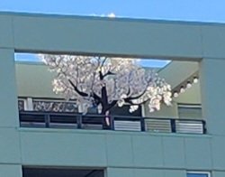 Who me?  Oh just hangin w/ <a href="/jessethetree401/">jesse the Tree</a> again

🌳