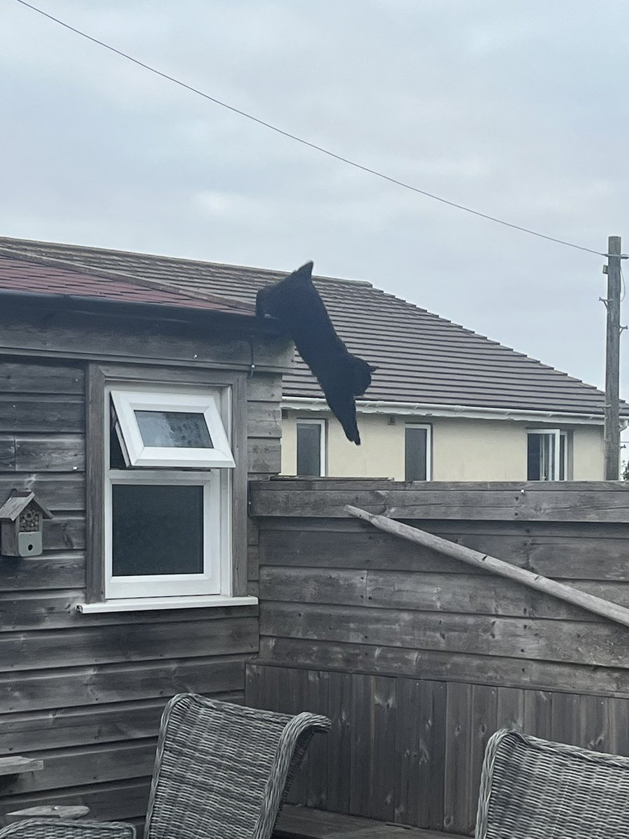 Magicpanfur's tweet image. I may be a #superseniorcat but I can still throw in a move or too!! Checking the garden fences for mine #Hedgewatch today! πΎπΎπΎ