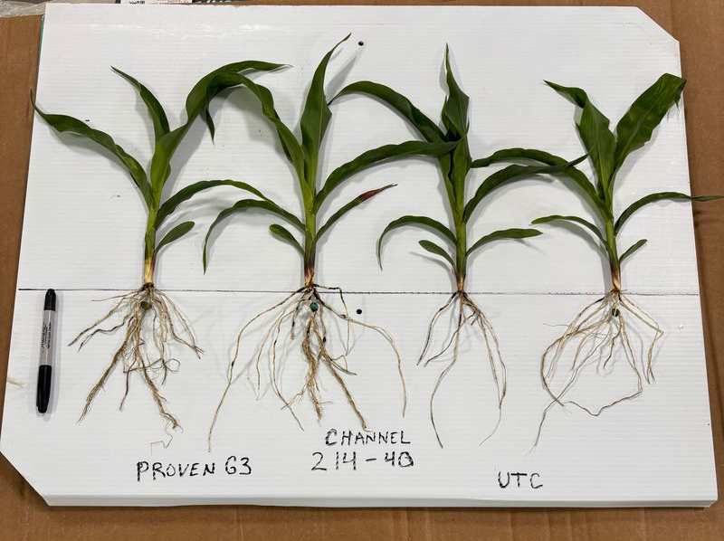 Seeing is believing! 👀 In this Dekalb, MO PROVEN G3 demo plot, the grower replaced 30 lbs of nitrogen with Pivot Bio's PROVEN G3 on Channel 214-40 seed. Compare the treated (left side of pic) with the untreated check (right side of pic) and the results are clear: longer and