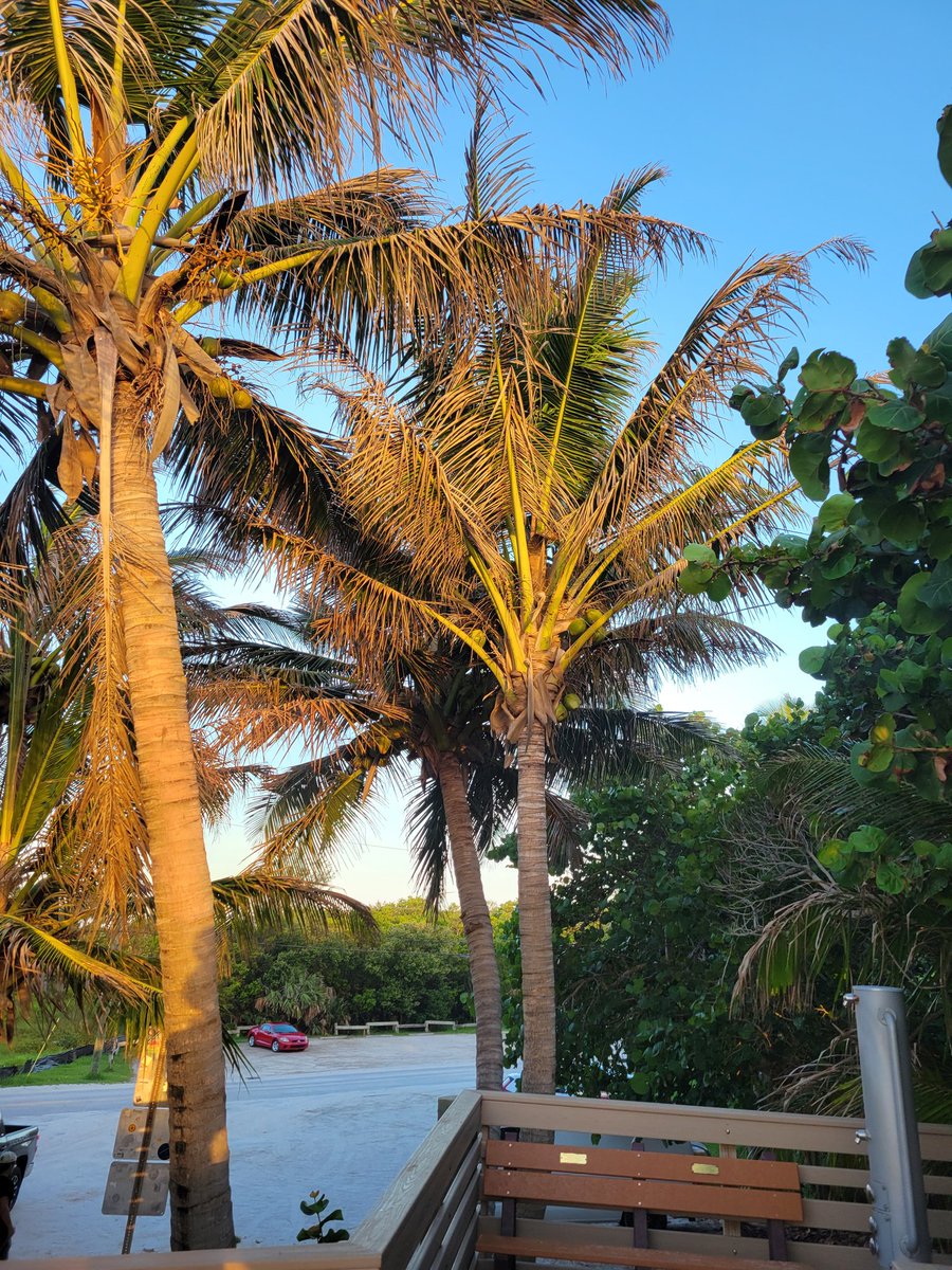 BonadiaJohn's tweet photo. Beach vibe from this morning even the parking lot looks amazing here with the palms and lighting https://t.co/8JsYp8rxiB