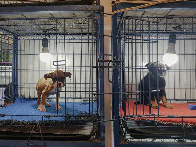 𝙍𝙪𝙩𝙝 𝘽𝙖𝙧𝙧𝙞𝙤𝙨 𝙁𝙪𝙚𝙣𝙩𝙚𝙨 (@rbarriosfuentes) on Twitter photo 🚨Hoy 2 de julio entra en funciones la Agencia de Investigación del Delito de Maltrato Animal o Crueldad Animal.
La <a href="/FiscaliaCDMX/">Fiscalía CDMX</a> debe indagar los casos denunciados.
Y bajo esa lógica, el Mercado de Sonora tendrá que ser investigado.
¿Harán valer la ley? 🚨Hoy 2 de julio entra en funciones la Agencia de Investigación del Delito de Maltrato Animal o Crueldad Animal.
La <a href="/FiscaliaCDMX/">Fiscalía CDMX</a> debe indagar los casos denunciados.
Y bajo esa lógica, el Mercado de Sonora tendrá que ser investigado.
¿Harán valer la ley?