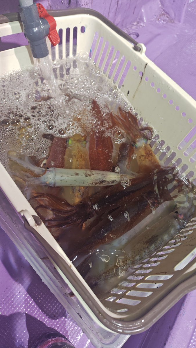 tCelAleCt's tweet photo. ケンサキ13
スルメ12
灰色や茶色が良かったかな。 https://t.co/mXHnipjoIi