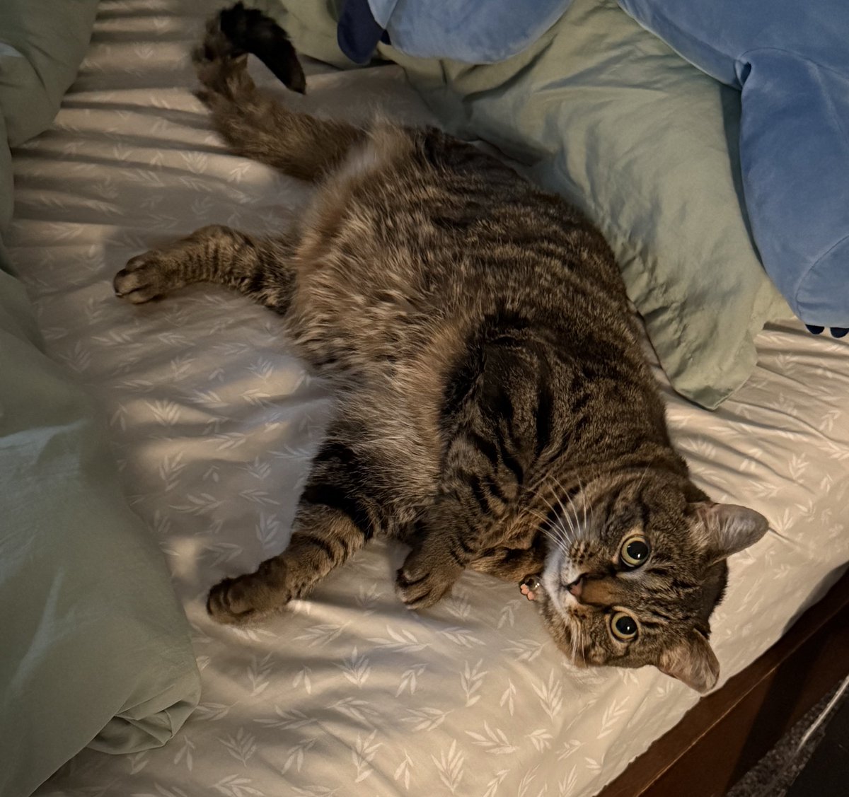 JadeoradeWx's tweet image. here is a pic of my tripod cat to brighten your timeline