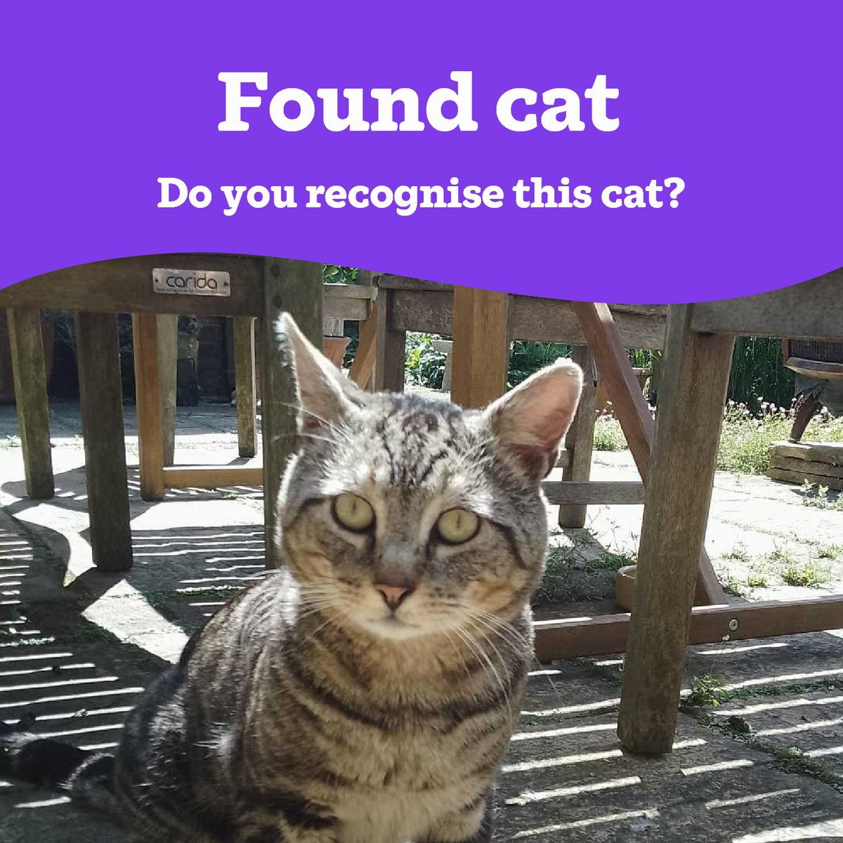 Warrington Cat Centre (@catswarrington) on Twitter photo 📣Stray Cat 📣
We're appealing for information regarding this male cat that was found in the Birchwood area of Warrington🐱
If you believe this is your cat, or you know the owner please do get in contact 📧
03000 12 06 12 or enquiries@warrington.cats.org.uk
Thank you. 📣Stray Cat 📣
We're appealing for information regarding this male cat that was found in the Birchwood area of Warrington🐱
If you believe this is your cat, or you know the owner please do get in contact 📧
03000 12 06 12 or enquiries@warrington.cats.org.uk
Thank you.