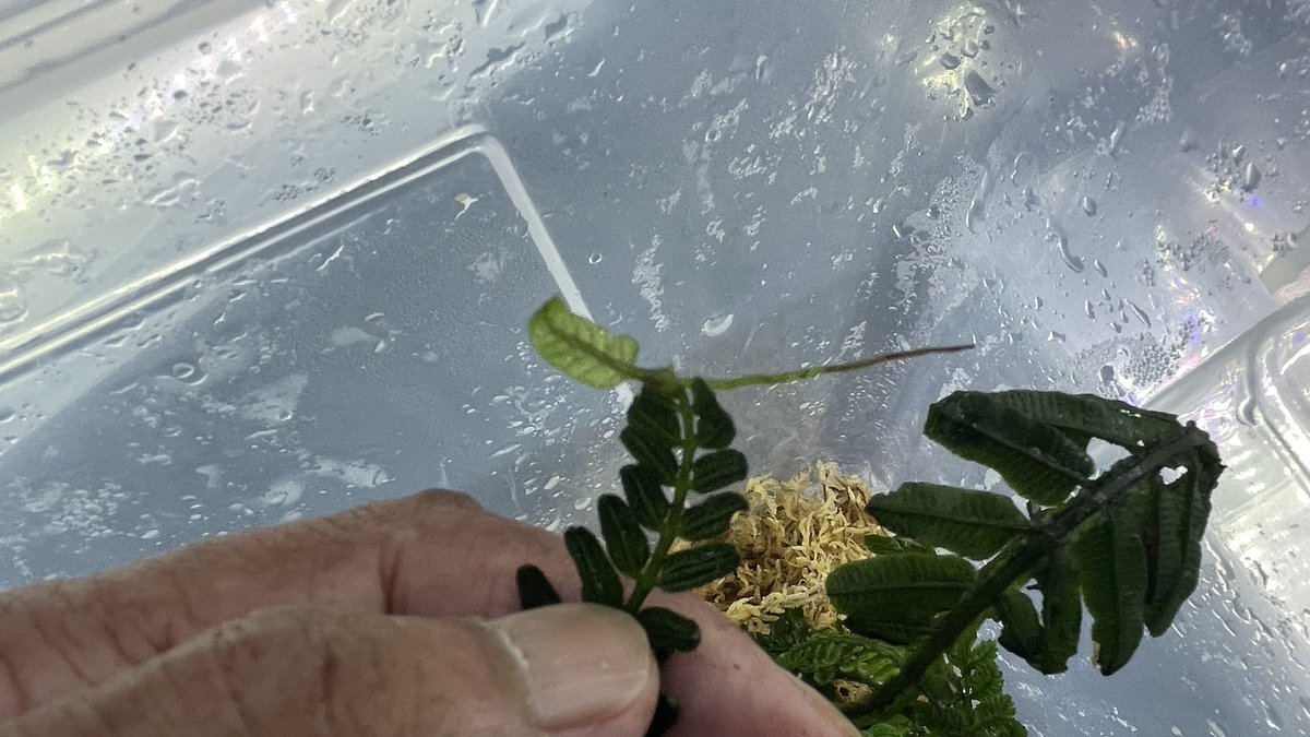 たまにはシダでも🌿
Danaea lanceolata Guayacanes Ecuador alt800m