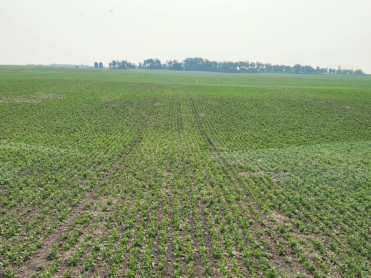 This field was cabbaged right over last Friday, then that evening it had hail and rain. Applying some Nexicor from <a href="/BASFAgSolutions/">BASF Agricultural Solutions Canada</a> see how well it recovers.